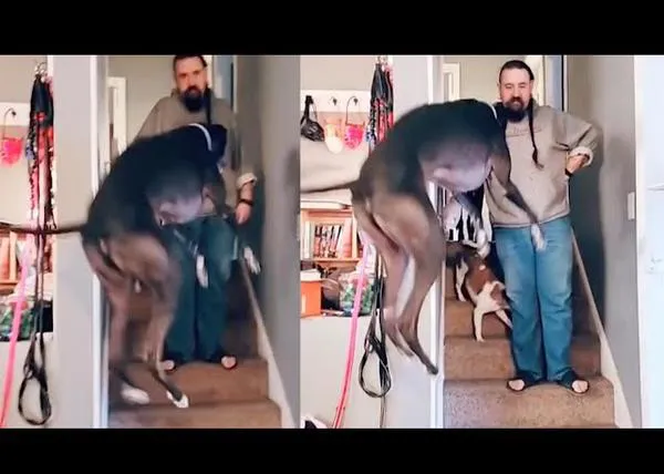 ¿Vamos de paseo?, ¡Guauuuuuu!: la energía feliz y contagiosa de algunos perros