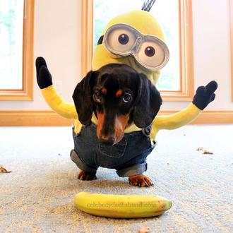La peculiar batalla de los perros contra... ¡los Minions!