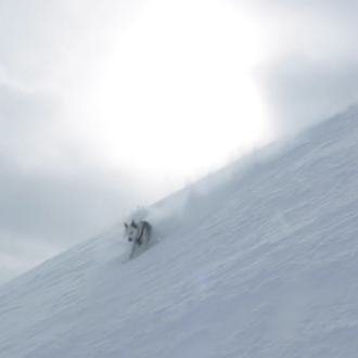 Snowboarding con perro: espectaculares imágenes de un deportista y su …
