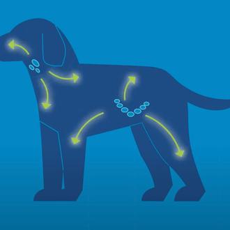 Parvovirus canino, una enfermedad potencialmente mortal y extremadamente contagiosa