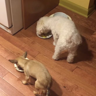 La comida en buena compañía siempre sienta mejor, esta chihuahua …