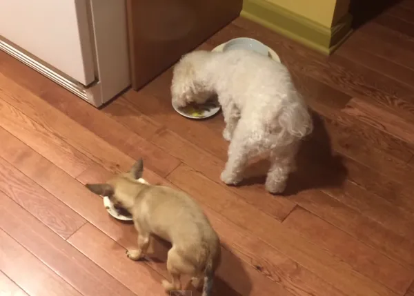 La comida en buena compañía siempre sienta mejor, esta chihuahua lo sabe