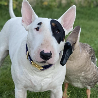 Amistades improbables y también zampables: el Bull Terrier y la …