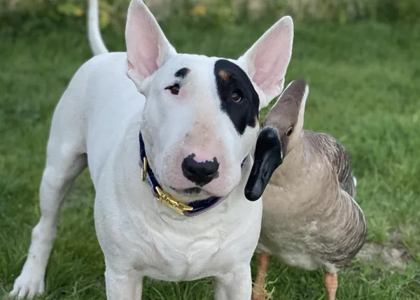 Amistades improbables y también zampables: el Bull Terrier y la Oca China