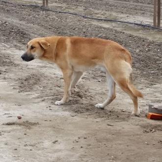Estimado pedazo de mierda: carta al inhumano que abandonó a …