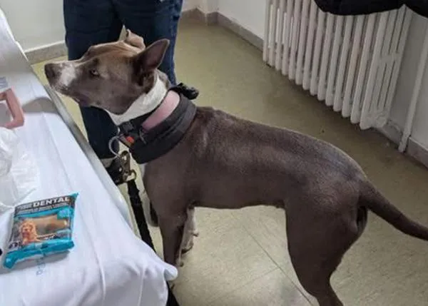 Una prueba piloto permite a una mujer que tenía que ingresar en el Hospital del Mar, en Barcelona, hacerlo con su perra
