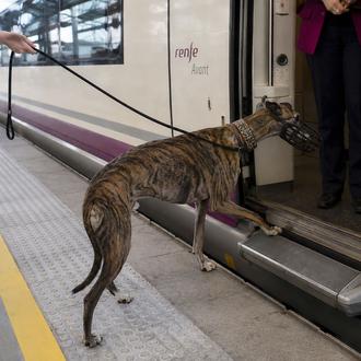 Renfe permitirá viajar con perros de hasta 40 kilos en …