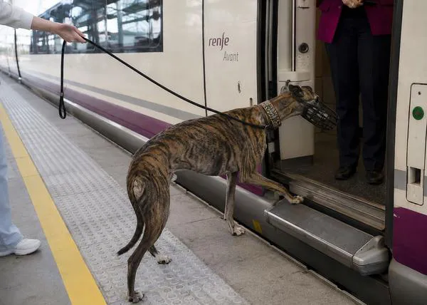 Renfe permitirá viajar con perros de hasta 40 kilos en TODOS sus trenes a partir del 21 de julio 2026