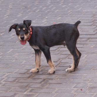 ¡Chuchos al poder! XVI Concurso de perros sin raza ANAA