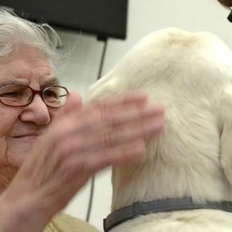 Los perros mejoran la calidad de vida de personas con …