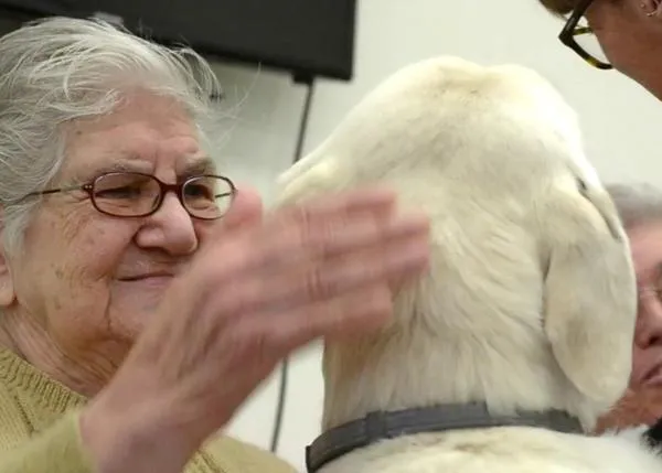 Los perros mejoran la calidad de vida de personas con Alzheimer, también en España