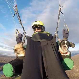 Trufas al viento: dos Shih Tzus aventureros que incluso hacen …