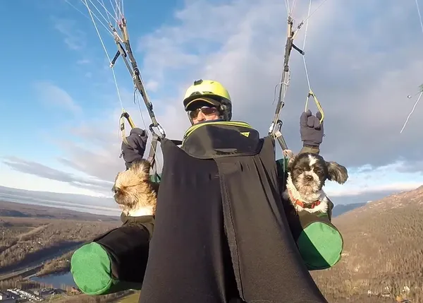 Trufas al viento: dos Shih Tzus aventureros que incluso hacen parapente 