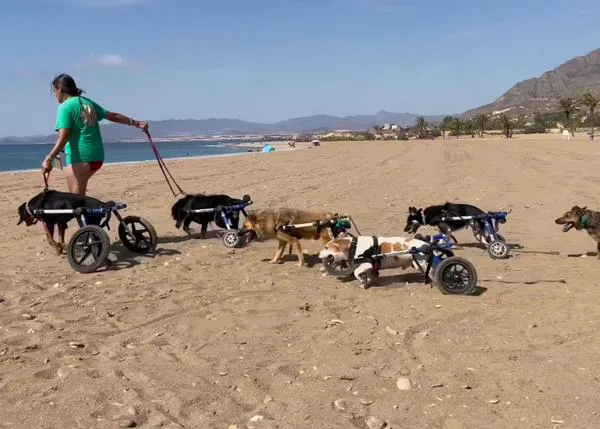 Con ruedas y a lo loco: día de playa feliz para todos los perretes de BichosRaros