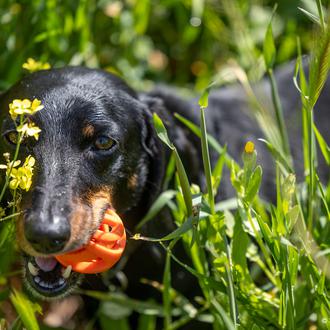 Atragantamiento en perros: causas más frecuentes, síntomas y cómo actuar
