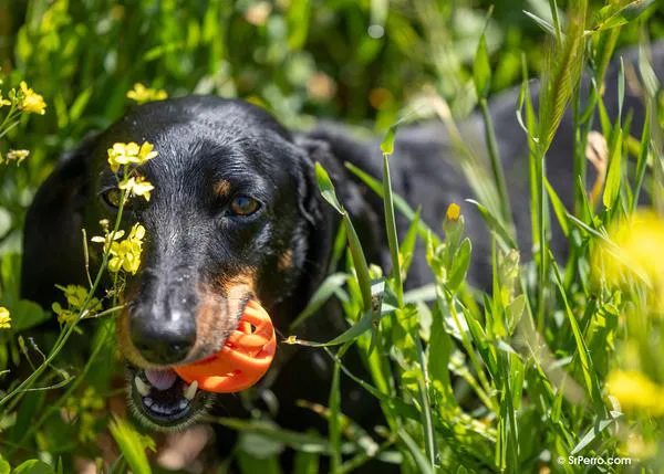 Atragantamiento en perros: causas más frecuentes, síntomas y cómo actuar
