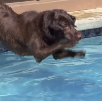 Perros y gatos transmitiendo felicidad a sus humanos: Savour every …