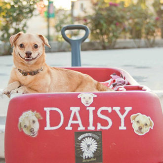 Daisy aprende a correr, una perra 