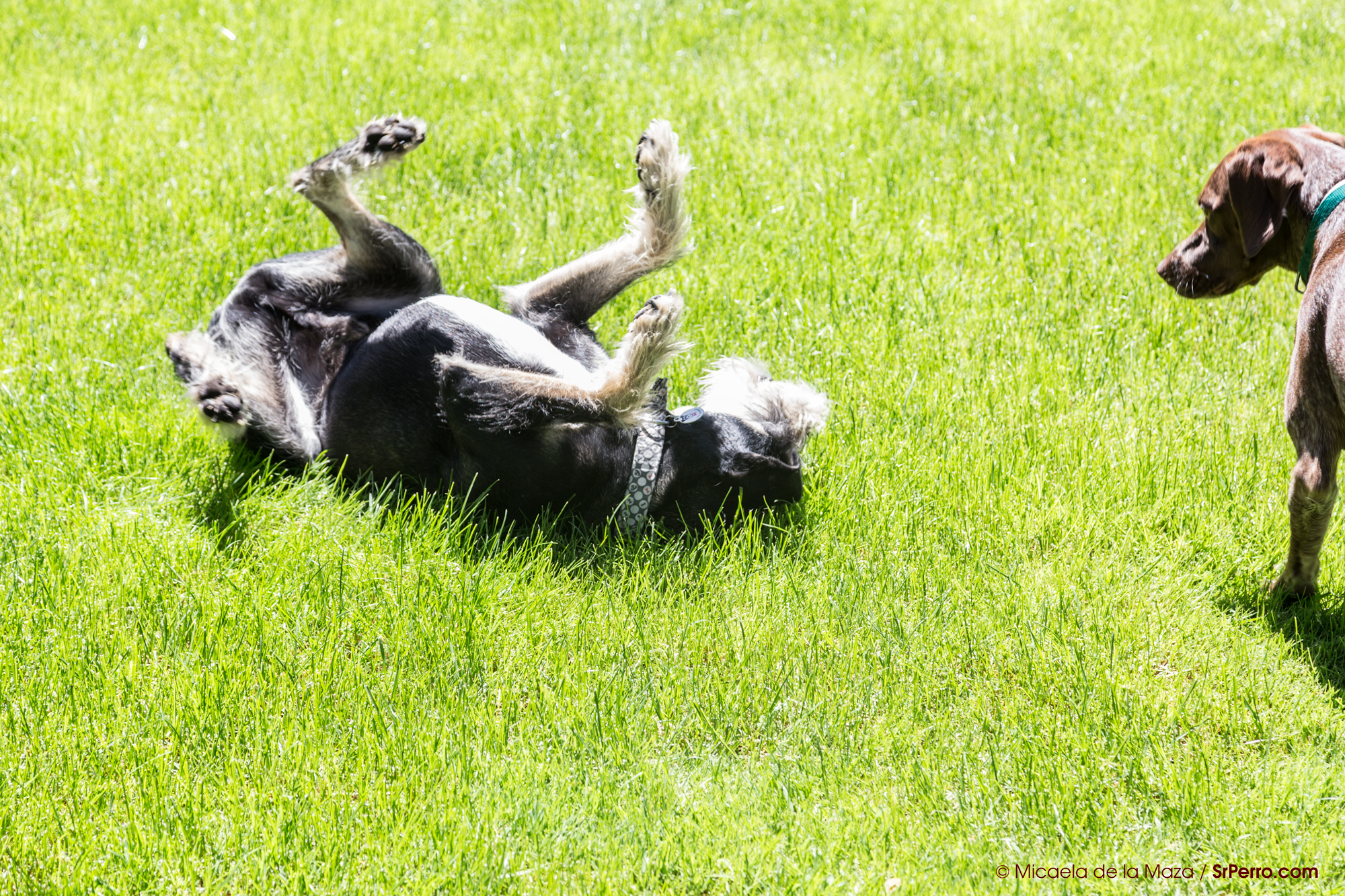 Alpha Roll una voltereta más bien poco la