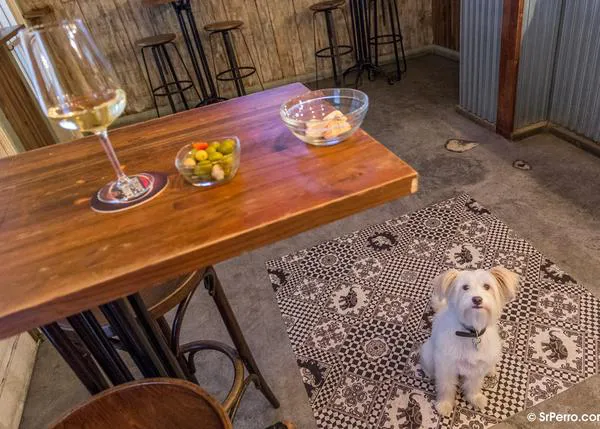 Agenda SrPerro en septiembre: planazos frescos, solidarios, gourmet... ¡y todos de lo más guauuuu!