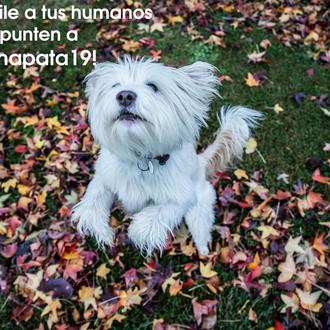 Con nuestra ayuda, #Echaunapata19 quiere donar 20.000 € de alimentos …