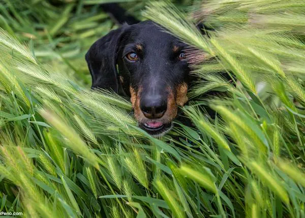 La UE, por fin, aprueba las primeras normas comunes para proteger a perros y gatos: mayor trazabilidad y control en la cría