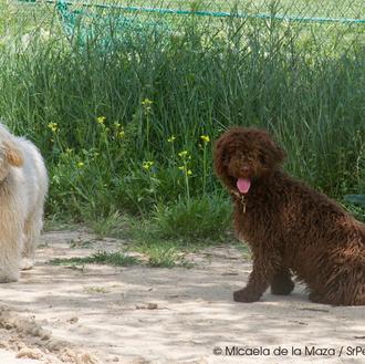 SrPerro con Gilda y Bongo, dos perros de agua sonrientes …