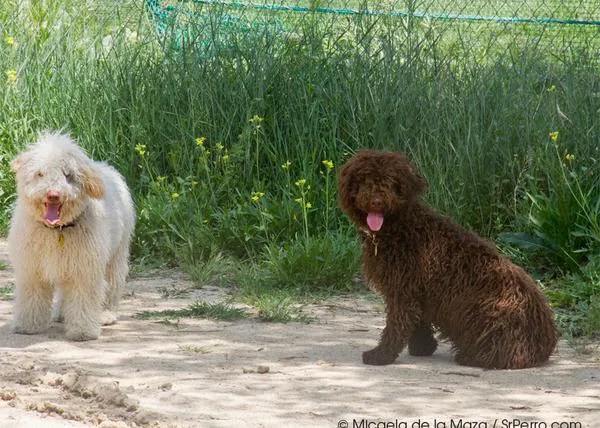 SrPerro con Gilda y Bongo, dos perros de agua sonrientes y felices