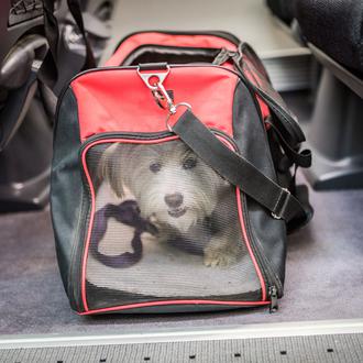 Viajar en RENFE con perro: una historia kafkiana y los …