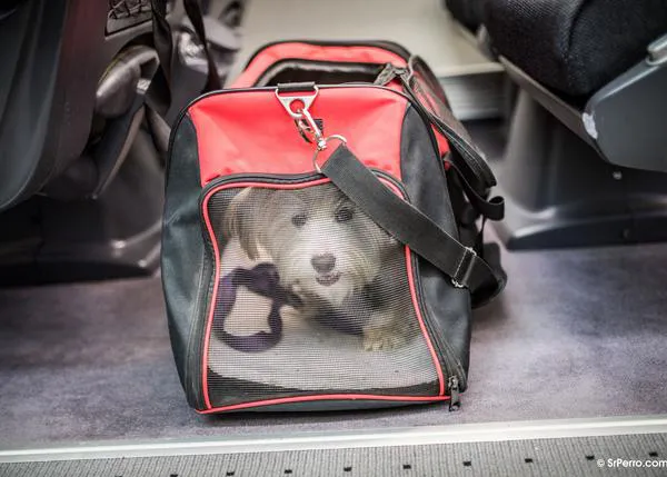 Viajar en RENFE con perro: una historia kafkiana y los trasnochados escollos de siempre en media y larga distancia