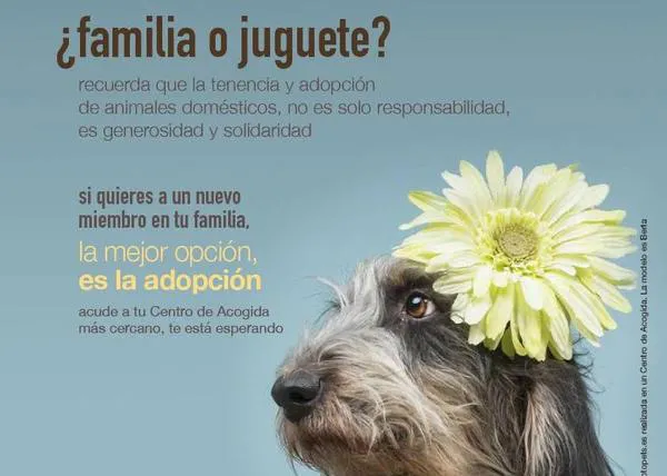 ¿Quieres que Madrid dedique recursos a difundir información sobre los animales en adopción? ¡Vota por ello!