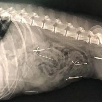 El Ayuntamiento de Brunete alerta: algún desaprensivo está colocando cebos …