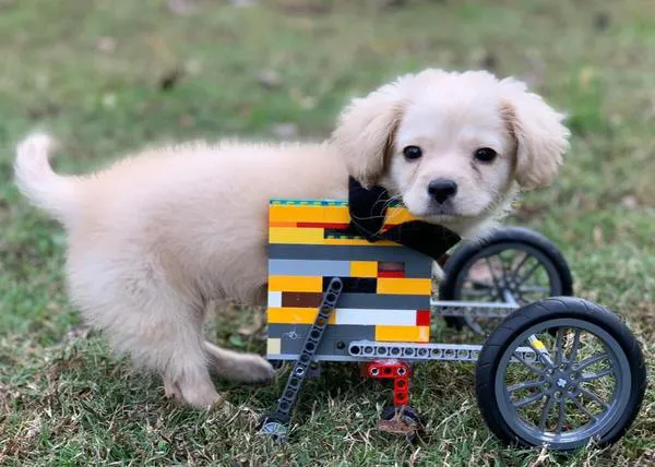 Una cachorra bípeda se mueve con una silla de ruedas ¡fabricada por un chico de 12 años!