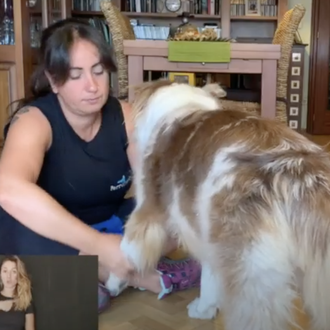 Perruneando lanza el primer curso online de educación canina para …