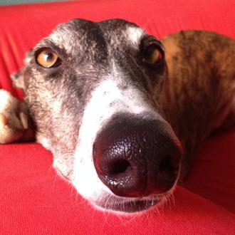 La Odisea de Ulises, o cómo un Galgo 