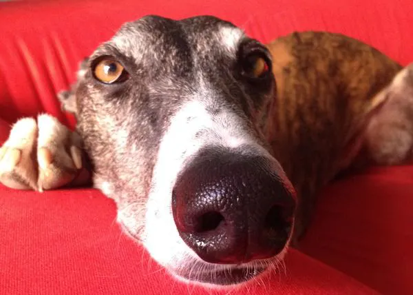 La Odisea de Ulises, o cómo un Galgo 