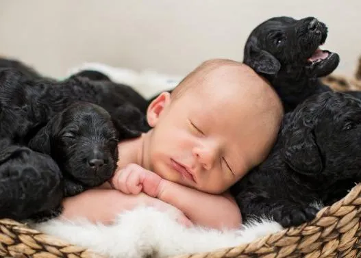 Bebés por partida múltiple, una sesión de fotos que derrite corazones