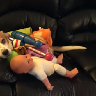 El caso del perro que no tenía juguetes.... pero sí …