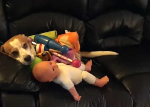 El caso del perro que no tenía juguetes.... pero sí una pequeña amiga humana