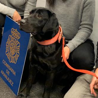 Pocahontas, la perra de Bocalán desaparecida, ha sido encontrada y …