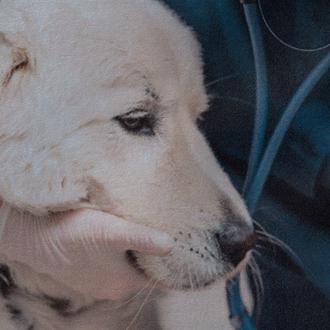 Agotamiento emocional, ansiedad generalizada y pensamientos suicidas: dramática radiografía del …