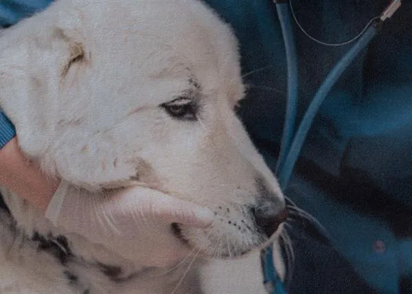 Agotamiento emocional, ansiedad generalizada y pensamientos suicidas: dramática radiografía del sector veterinario en España