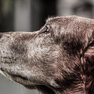 Síndrome de Disfunción Cognitiva en Perros: diagnóstico y estrategias de …