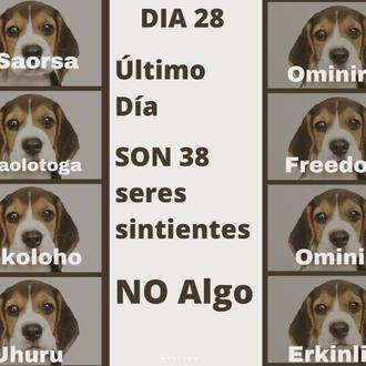 38 cachorros de Beagle serán sacrificados, si nada lo impide …