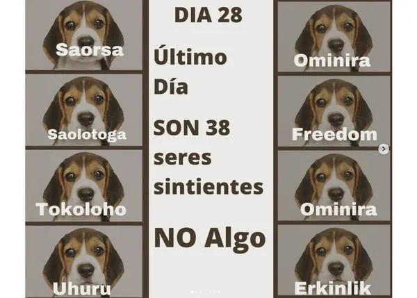 38 cachorros de Beagle serán sacrificados, si nada lo impide, por Vivotecnia #FreeBeaglesVivotecnia #RescateVivotecnia