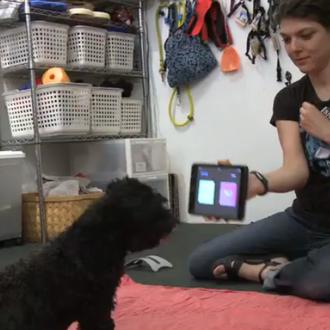 En Nueva York hay clases de iPad... ¡para perros!