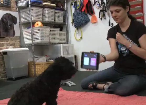 En Nueva York hay clases de iPad... ¡para perros!