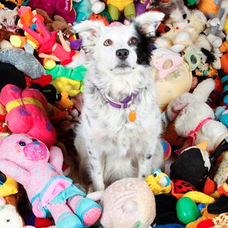 Chaser, la Border Collie que entiende ¡1000 palabras!