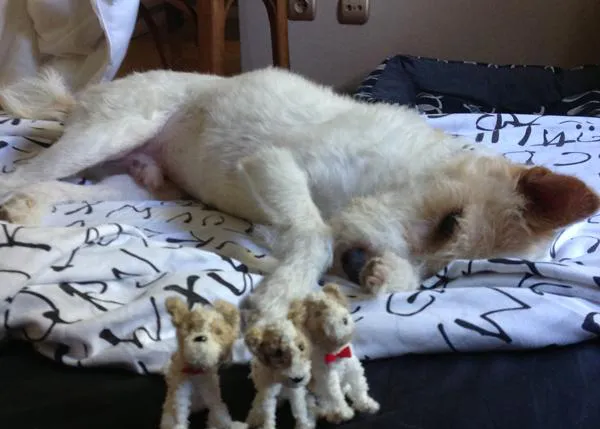 La historia de  una familia feliz de 5 miembros: 2 humanos, un perrico-ángel y dos perricos-nervios