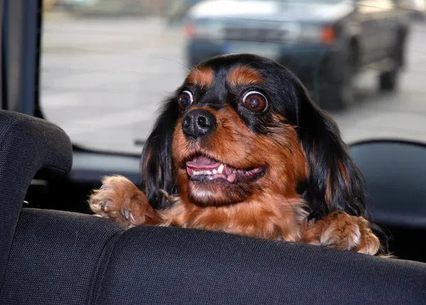 Método genera carcajadas para viajar con perro en coche
